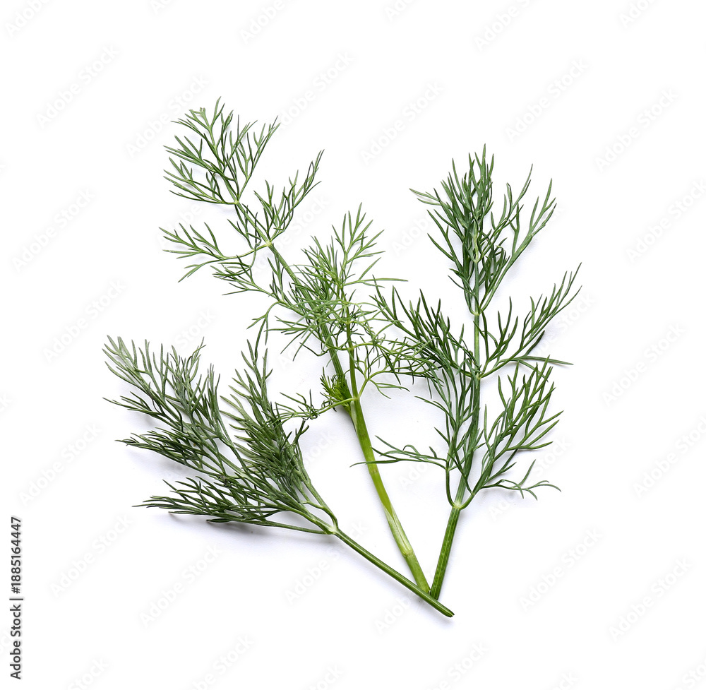 Fototapeta premium Fresh green dill on white background