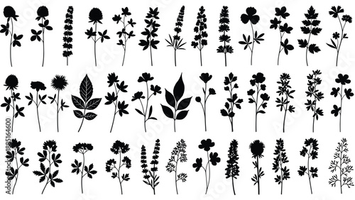 lack silhouette set of various wildflowers, meadow plants, and garden herbs, decorative floral elements, isolated on white background, vector illustration.