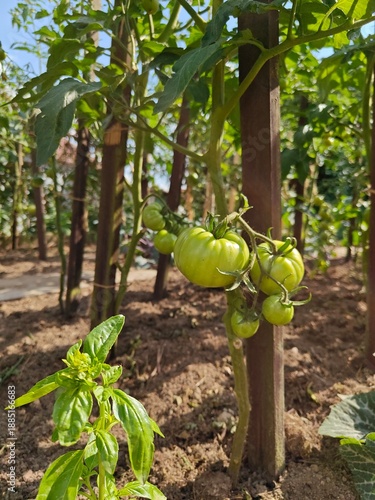 Tomato branch with green tomatoes growing next to basil plants in a garden, illustrating companion planting and fresh herbs cultivation.
