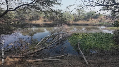 Scenic Landscape View of a Large  Drain Surrounded by Lush Green Trees and Wild Vegetation in Rural Haryana India