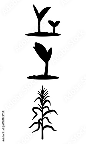 Corn field vector, vector of corn growing art, corn plant silhouette, creative corn tree design