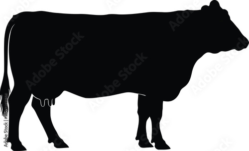 Silhouette of Dairy Cow in Black Color