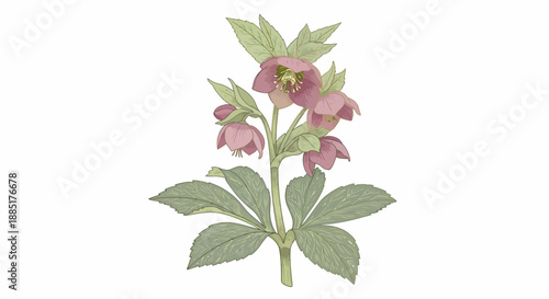 Graceful illustration of a blooming pink hellebore flower, showcasing its delicate petals and vibrant green leaves in a charming botanical art style, perfect for springtime themes and garden designs