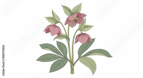 Beautiful illustration of a pink hellebore flower with green leaves against a white background