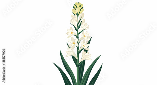 Elegant and fragrant white tuberose flower illustration blooming with delicate petals, perfect for floral designs and spring themes for botanical projects