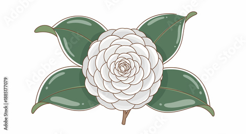 Graceful white camellia flower illustration, a pristine bloom beautifully framed by vibrant green leaves, embodying botanical elegance and natural serenity in a versatile vector design