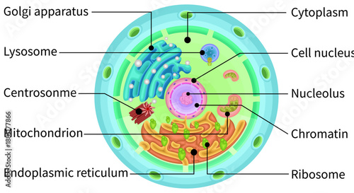 Cell structure illustration english