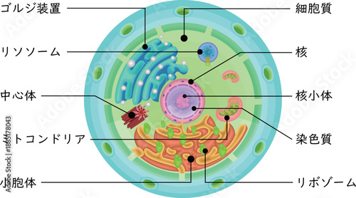 Cell structure illustrationjapanese