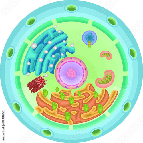 Cell structure illustration