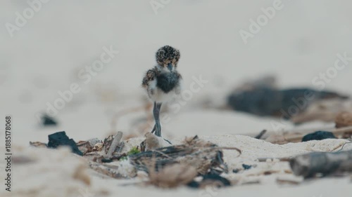 Chick of Southern lapwing or Quero quero learns foraging food on the beach