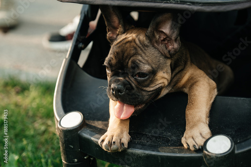 A French bulldog puppy in the family. Happy puppy.