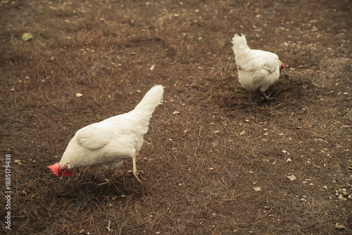 Chicken walks in the yard