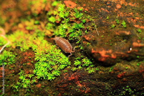 Tableau sur toile A macro shot highlights a woodlouse, an isopod crustacean, on soil