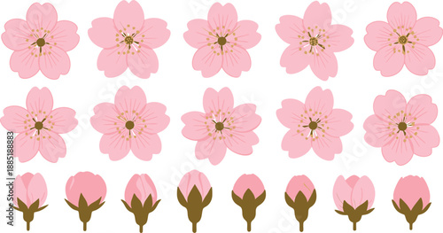 A collection of pink flowers and buds on a white background