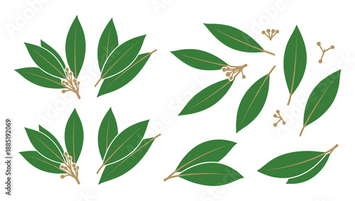 Green bay leaf illustration with small berries and botanical details set on transparent background
