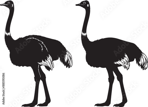 Silhouette of two ostriches standing gracefully, isolated on a white background, black and white vector art.