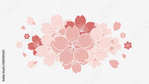 Delicate Pink Cherry Blossoms and Falling Petals on White Background