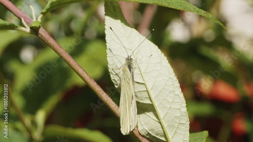 White cabbage butterfly resting on a leaf slow motion stock footage