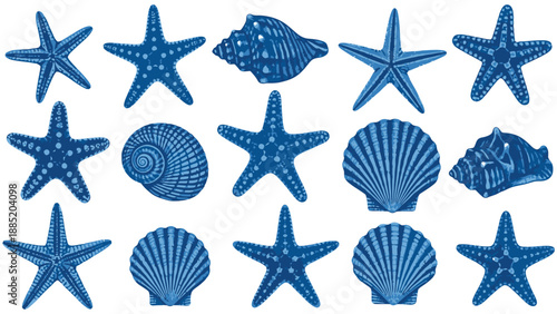 Collection of various blue starfish and seashells