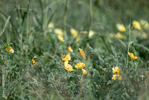 Cuadro en lienzo Coléoptères posés sur des fleurs sauvages jaunes