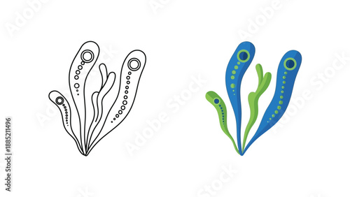 This dual illustration presents a colorful vector graphic of stylized aquatic plants next to a simple black and white outline version perfect for coloring activities or design contrast.