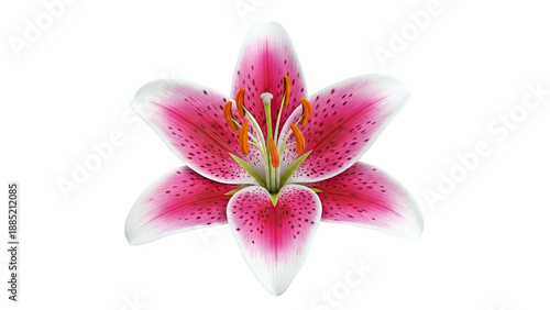 Stargazer Lily