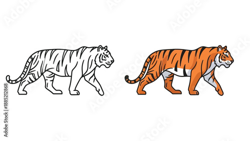 Vector illustration set showing a black and white outline drawing and a fully colored orange striped tiger walking sideways ready for coloring book use