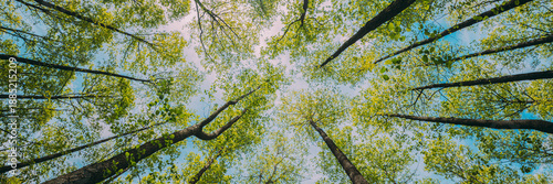 Quadro em tela Looking Up In Beautiful Pine Deciduous Forest Trees Woods Canopy
