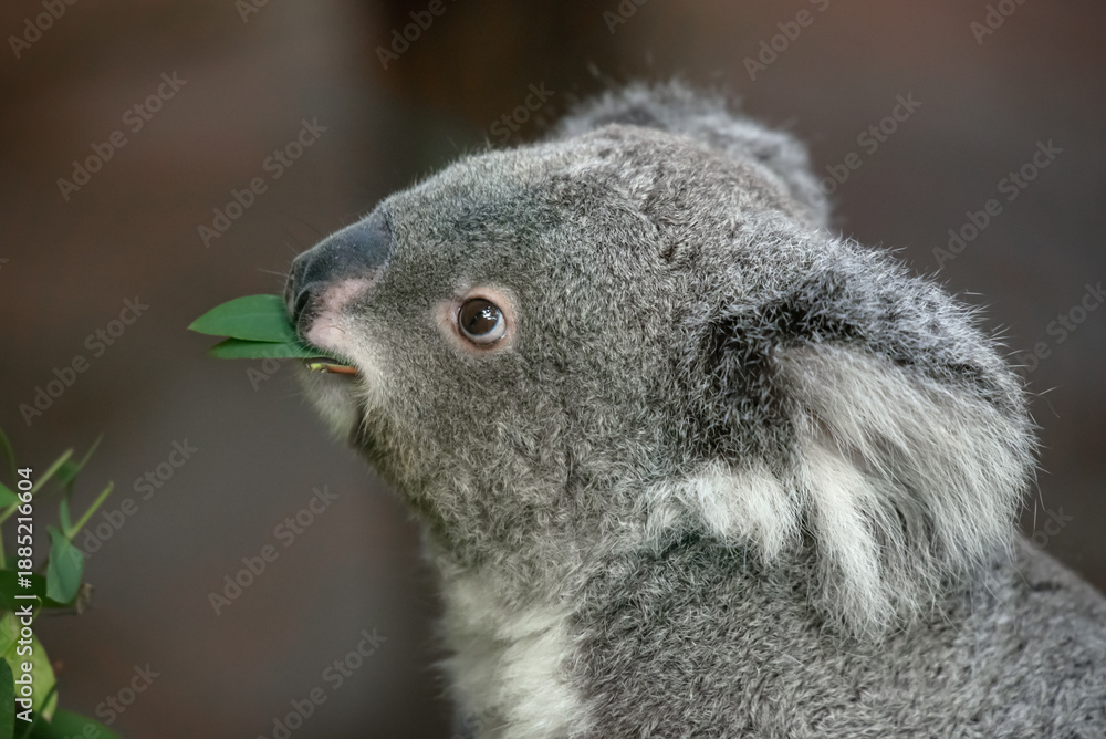 Fototapeta premium view of a koala eating eucalyptus