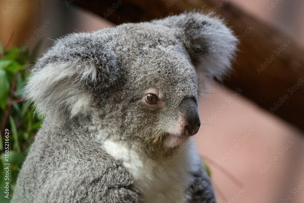 Naklejka premium View of a koala in a park