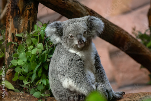 Canvas Print View of a koala in a park