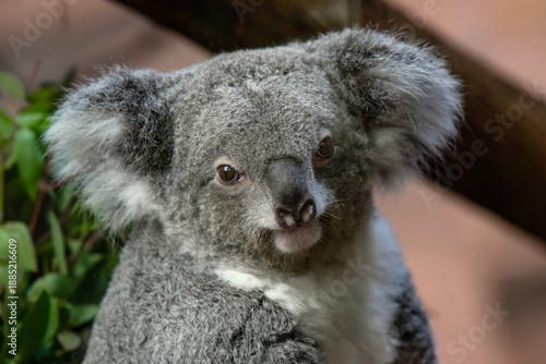 Photography View of a koala in a park