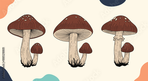 Vintage-style illustration of three sets of brown forest mushrooms set against a beige background with abstract colorful shapes.