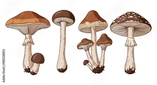 Set of four beautifully detailed vintage-style illustrations of different wild mushrooms perfect for botanical or culinary art.