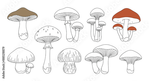 Collection of various wild forest mushrooms in a minimalist line art style with some caps colored for a subtle artistic touch.