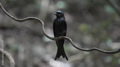bird,