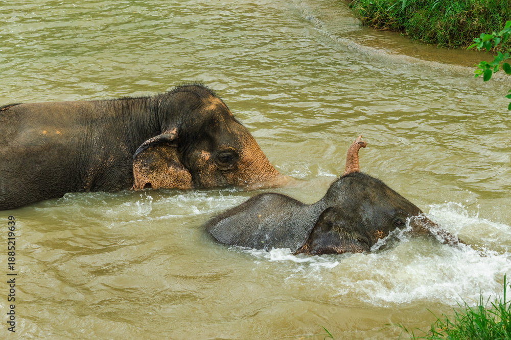 Fototapeta premium Two Asian elephants swimming and splashing in a shallow river in Thailand, close-up view showing raised trunk, water movement, and natural wildlife interaction in a tropical environment