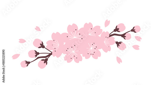 Pink Cherry Blossom Branch with Falling Petals Isolated on White