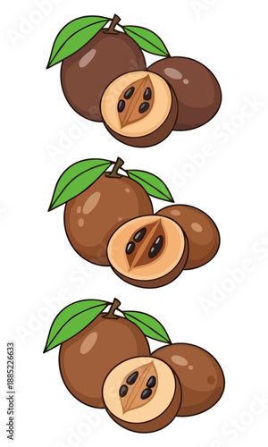 Sapodilla vector, vector of sapodillas, sapodilla creative vector art, vector of sapodilla illustration