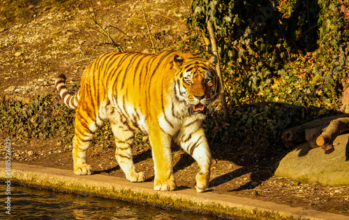 A Siberian tiger (also known as the Amur tiger) at the water's edge. This subspecies is considered the largest living big cat in the world.