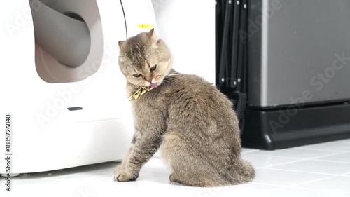 Fluffy cat sits on tiled floor, gazing curiously at modern litter box and sleek appliance, creating clean indoor atmosphere while showcasing its playful demeanor and soft fur