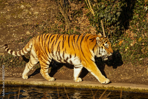 A Siberian tiger (also known as the Amur tiger) at the water's edge. This subspecies is considered the largest living big cat in the world.
