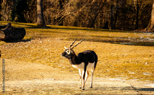 An elegant blackbuck antelope (Antilope cervicapra) with spiral horns on a sunny, open grassland