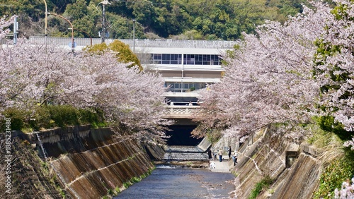 Cherry Blossoms in full bloom lining a canal in Japan