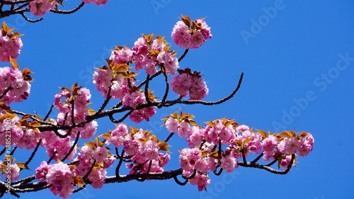 Closeup of pink Sakura cherry blossoms in full bloom