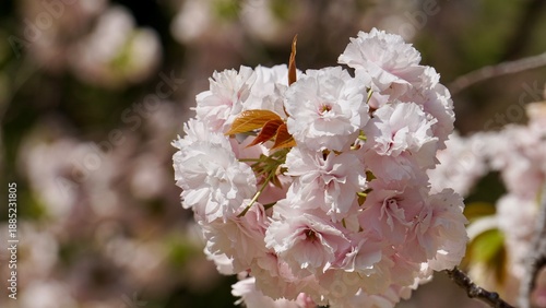 Closeup of pink Sakura cherry blossoms in full bloom
