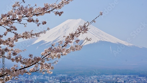 Closeup of cherry blossoms with mt fuji in the background Japan