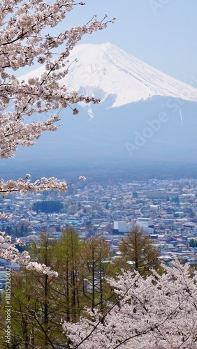 Closeup of cherry blossoms with mt fuji in the background Japan