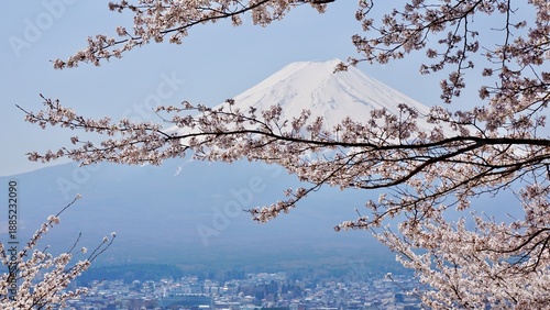 Closeup of cherry blossoms with mt fuji in the background Japan