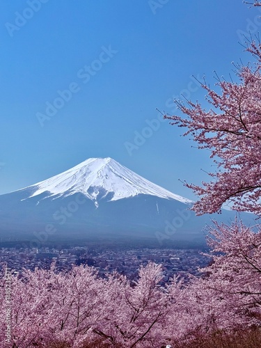 Mount Fuji with perfect snow cap framed by pink cherry blossoms
